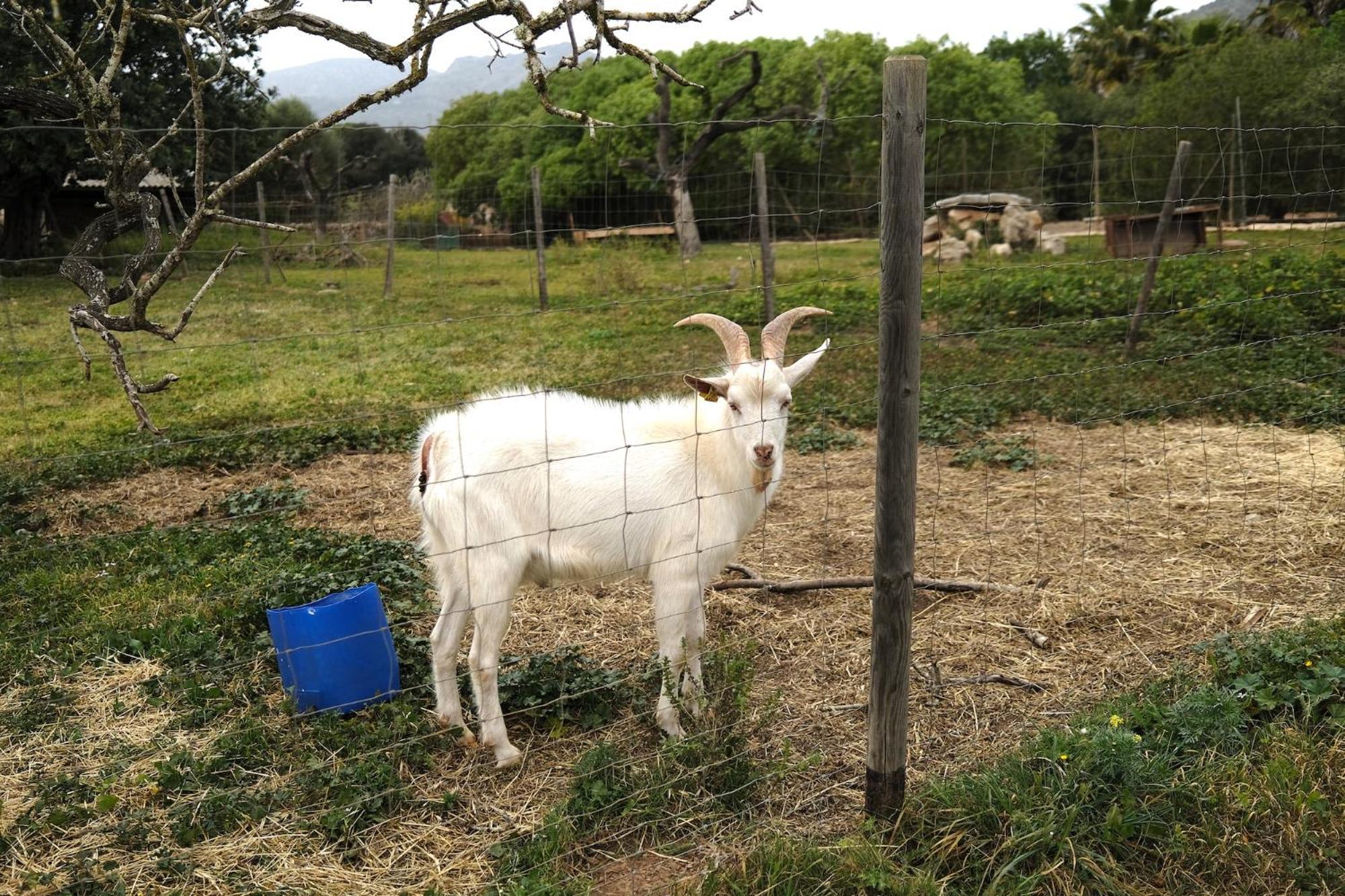 Finca Hotel Ses Cases Noves Sant Llorenc Des Cardassar Bagian luar foto